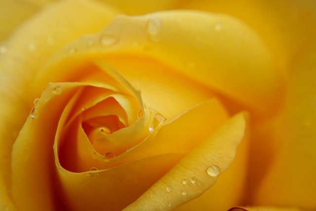 yellow rose, flower wallpaper, flower