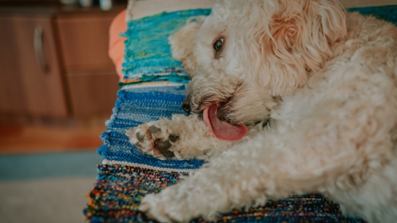 Why Does My Dog Lick Everything? — Pumpkin®