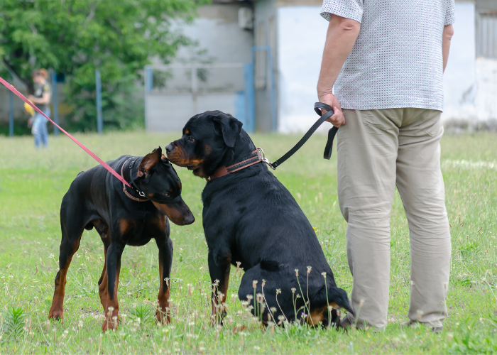 A black and tan Rottweiler dog standing next to a Doberman Pinscher
