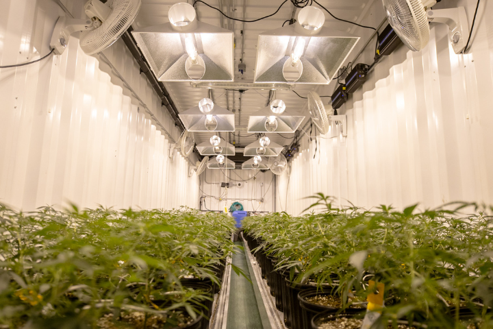 A well-maintained indoor grow room showcasing healthy cannabis plants