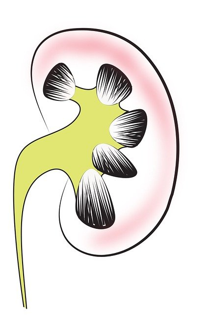 kidney, renal, med