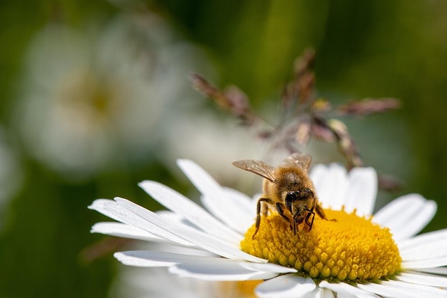A bee pollinating a flower, representing insects in literature.