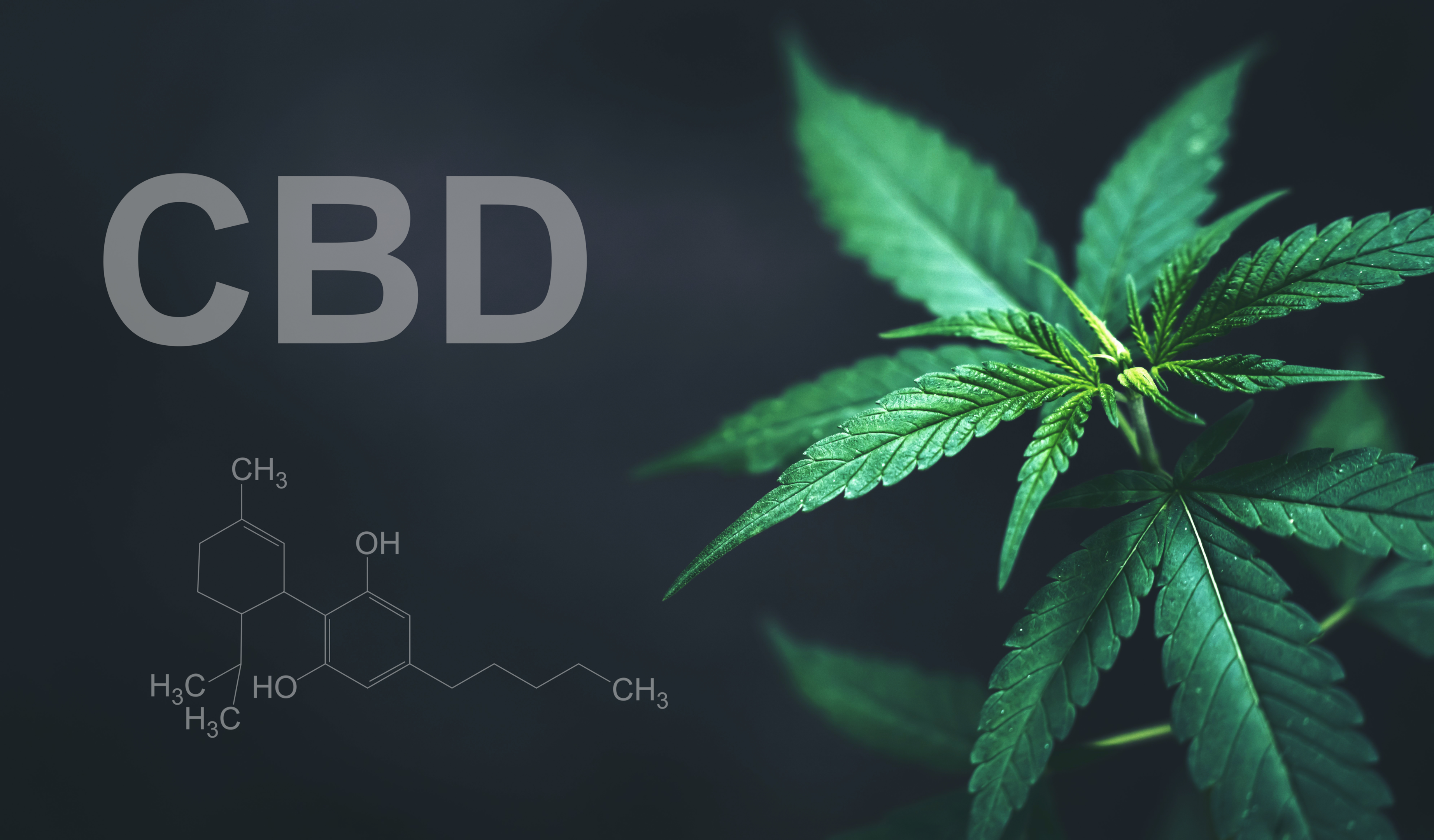 CBD and CBD edibles are naturally derived from cannabis plants. People also use CBD gummies to help positively affect their sleep patterns. Of course, some also prefer tinctures for another way to have accurate dosages of cannabis but in a different form.