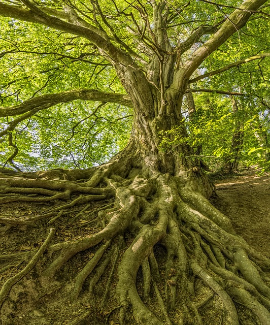 haya, árbol, raíces