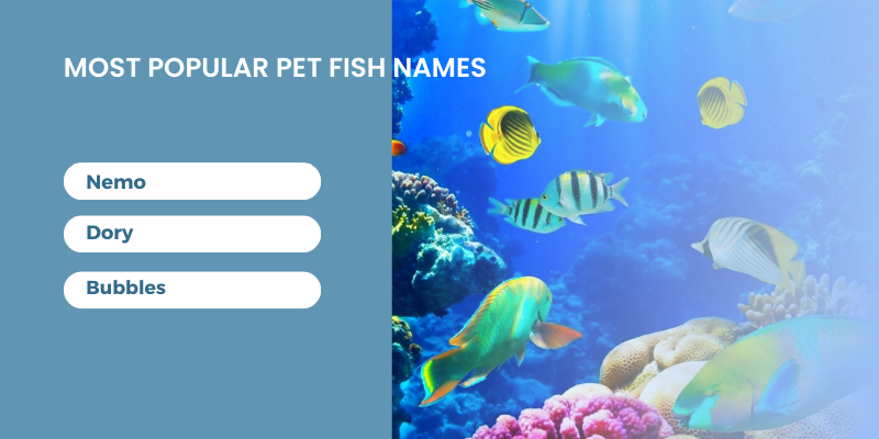 Most Popular Pet Fish Names