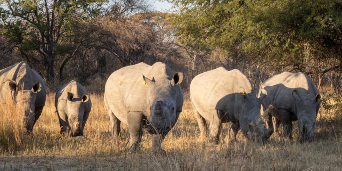 interesting animals in zimbabwe