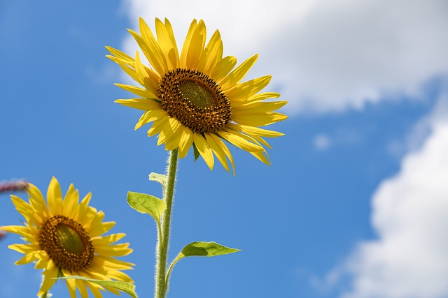 sunflower, flowers, yellow flowers