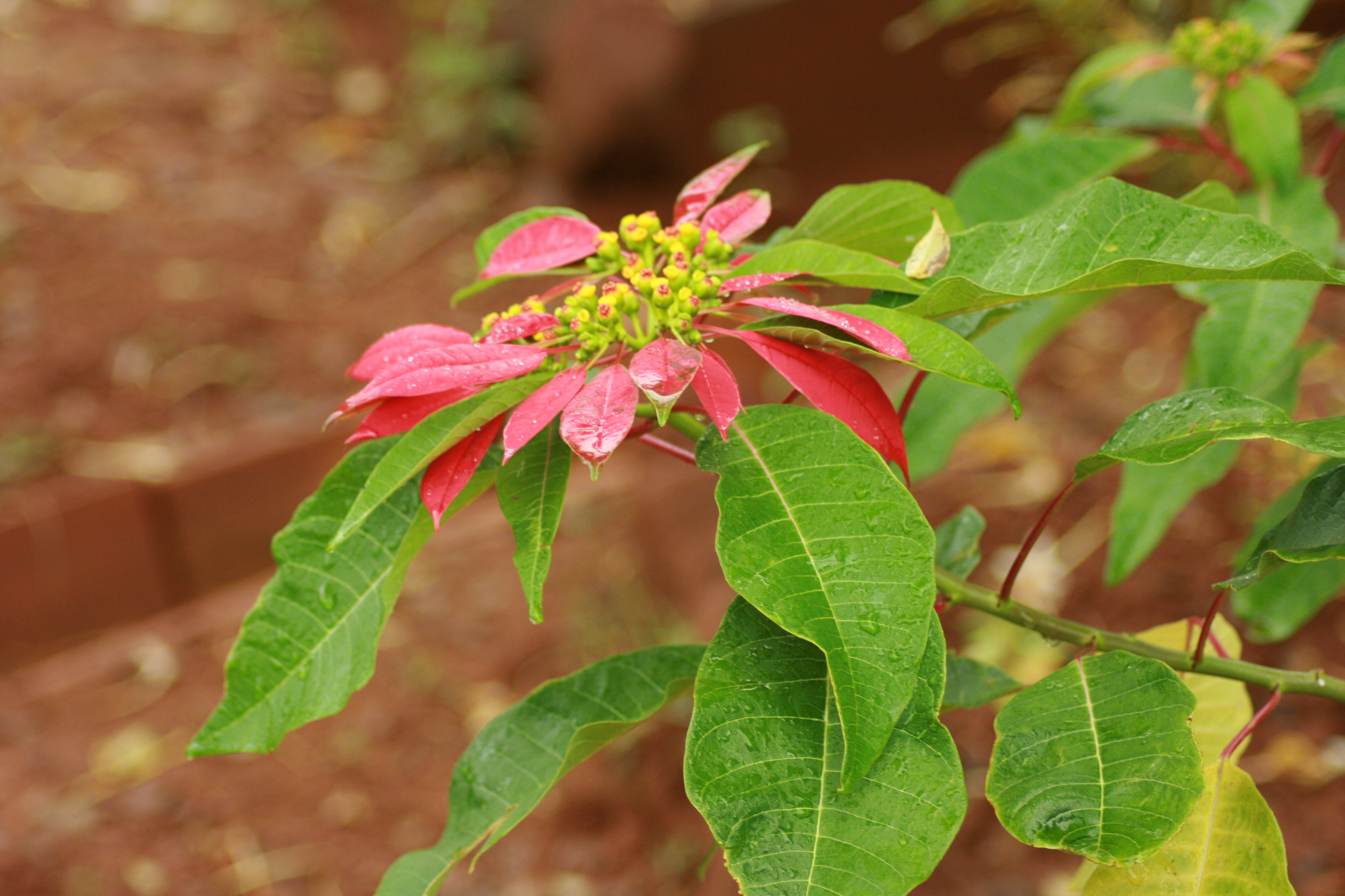 euphorbia cactus