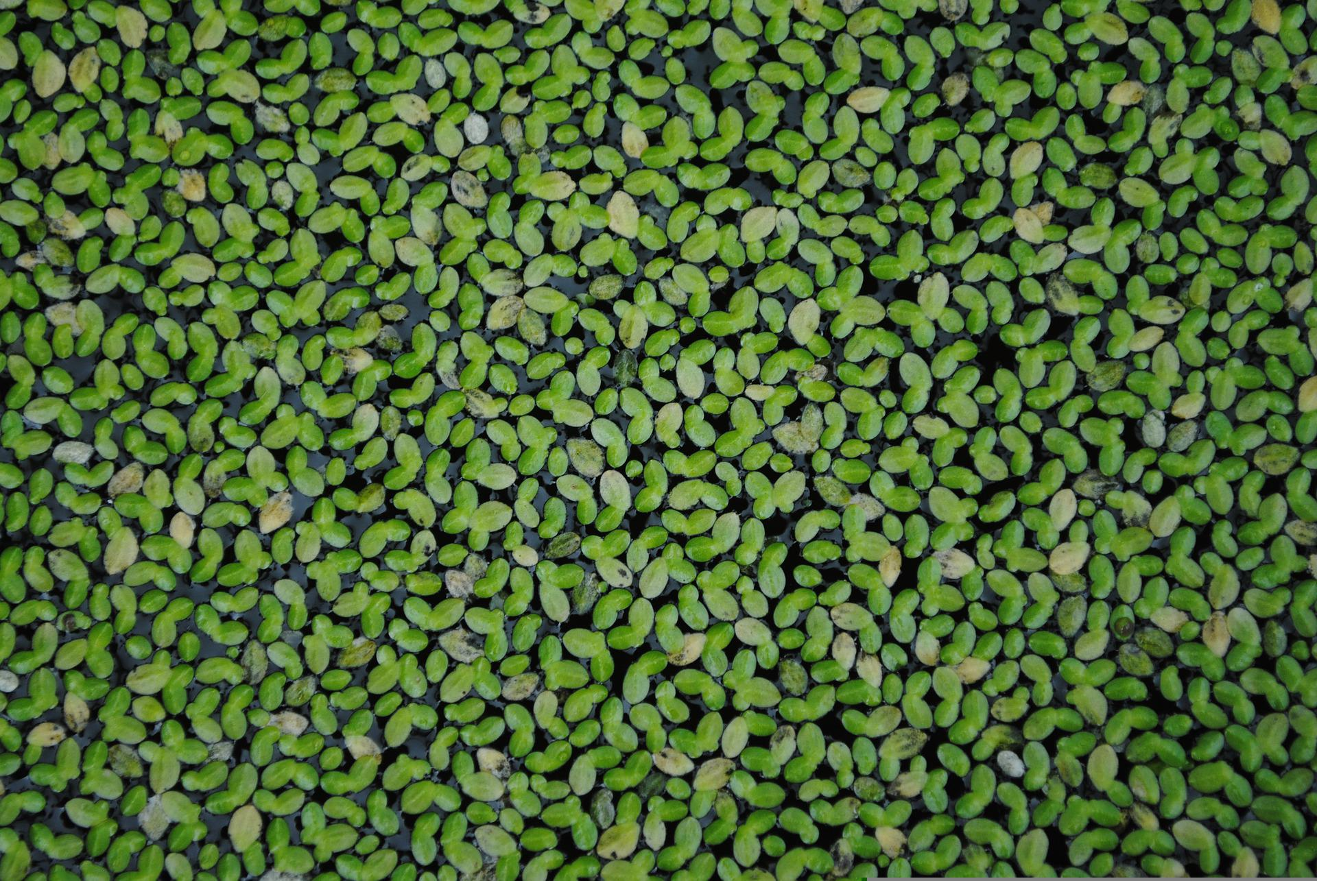 duckweed