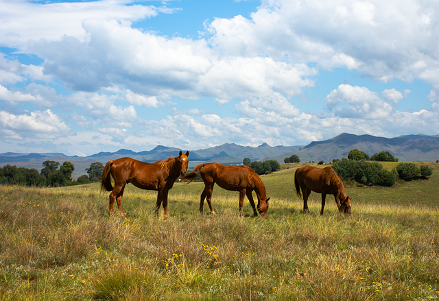 animals, horses, pasture