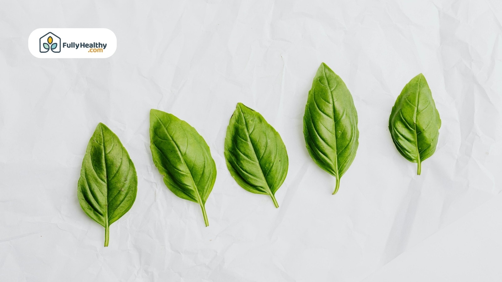 Five fresh basil leaves aligned on crumpled white paper background