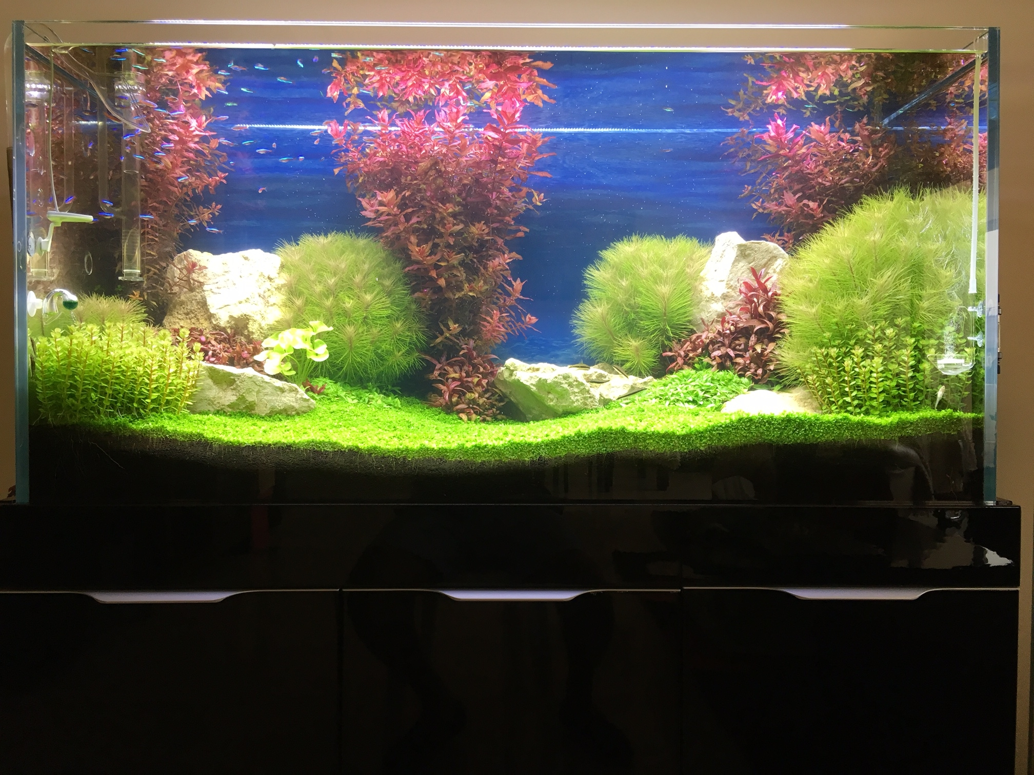 a planted tank