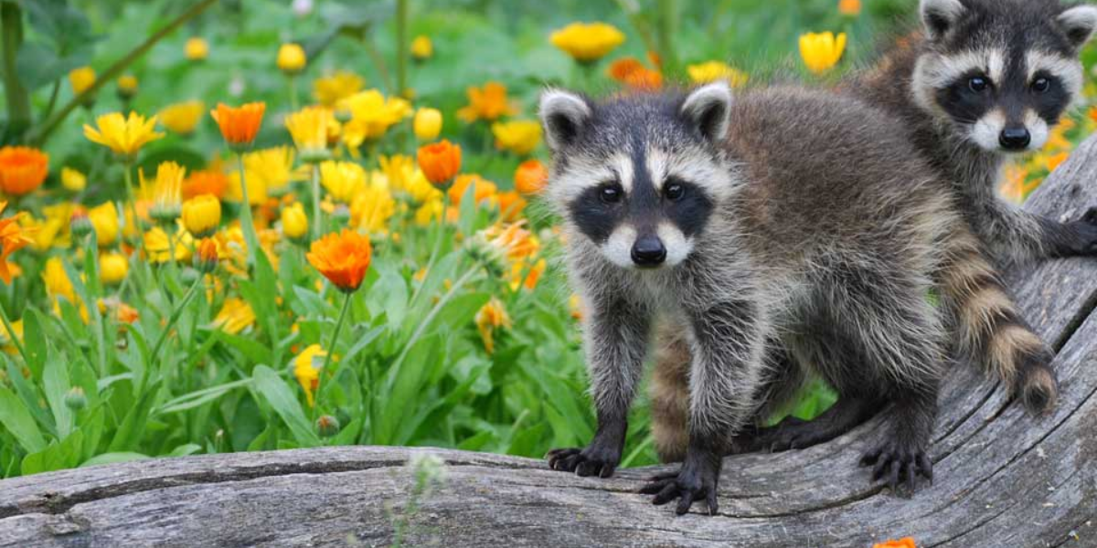 13 Interesting Animals In Kentucky