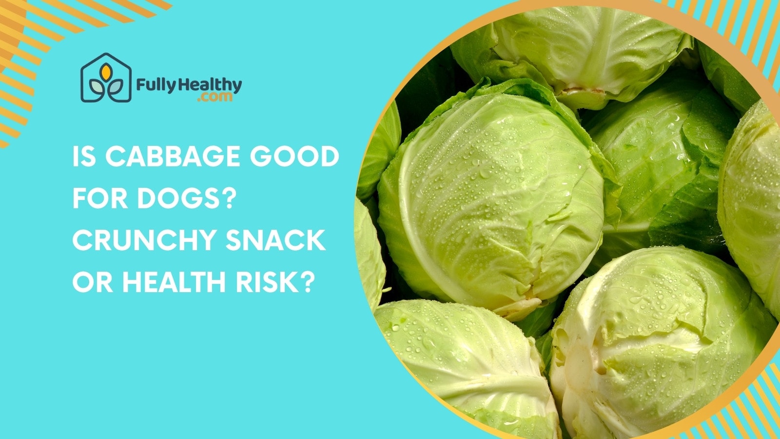 Is Cabbage Good for Dogs? Crunchy Snack or Health Risk?