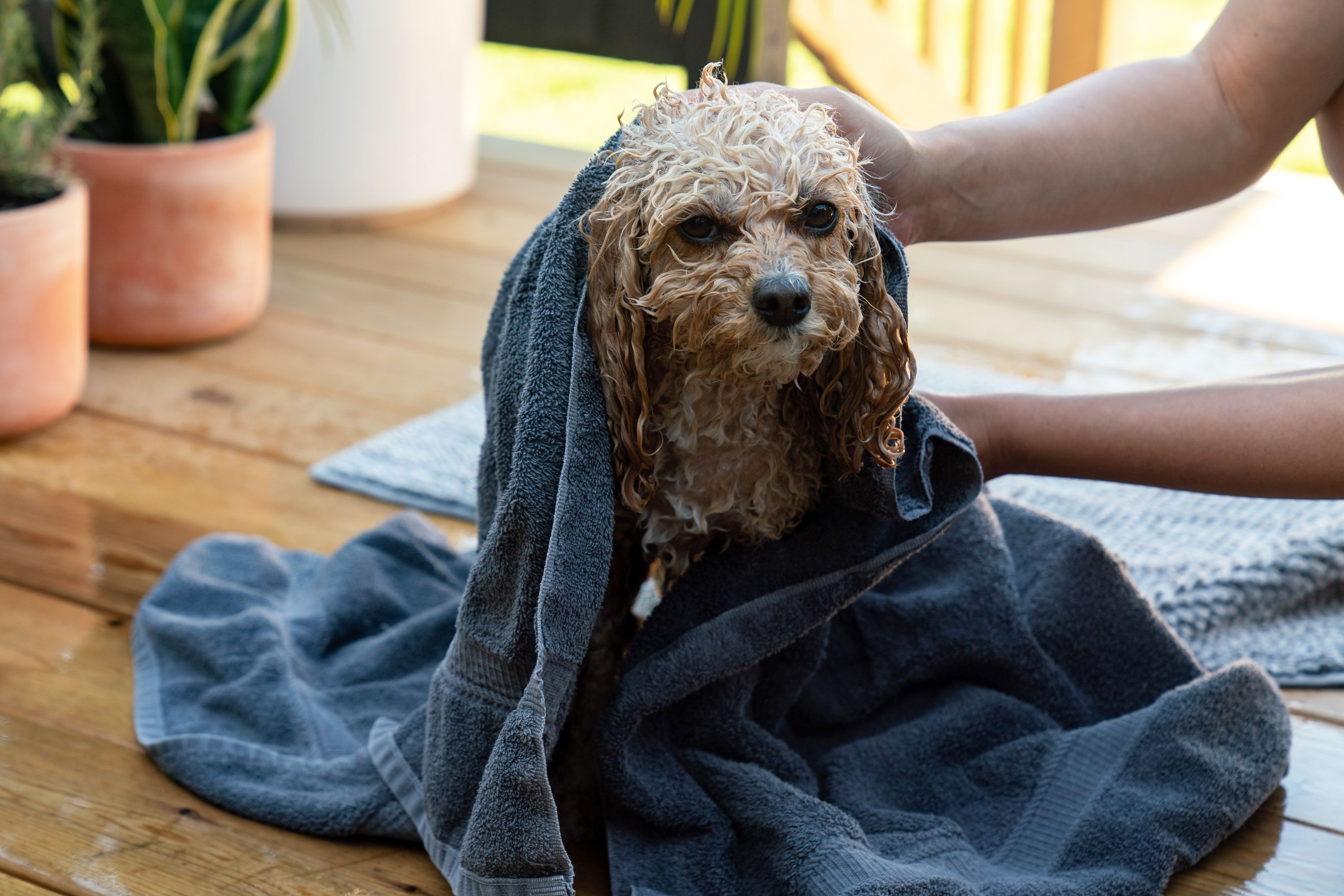 puppy, dog, bath