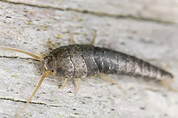 A close-up image of a silverfish resting on wood.