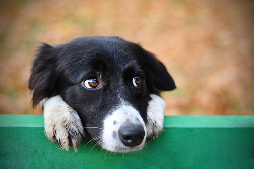 A puppy laying on a fence post looking unsure.