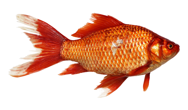 goldfish, carp, fish