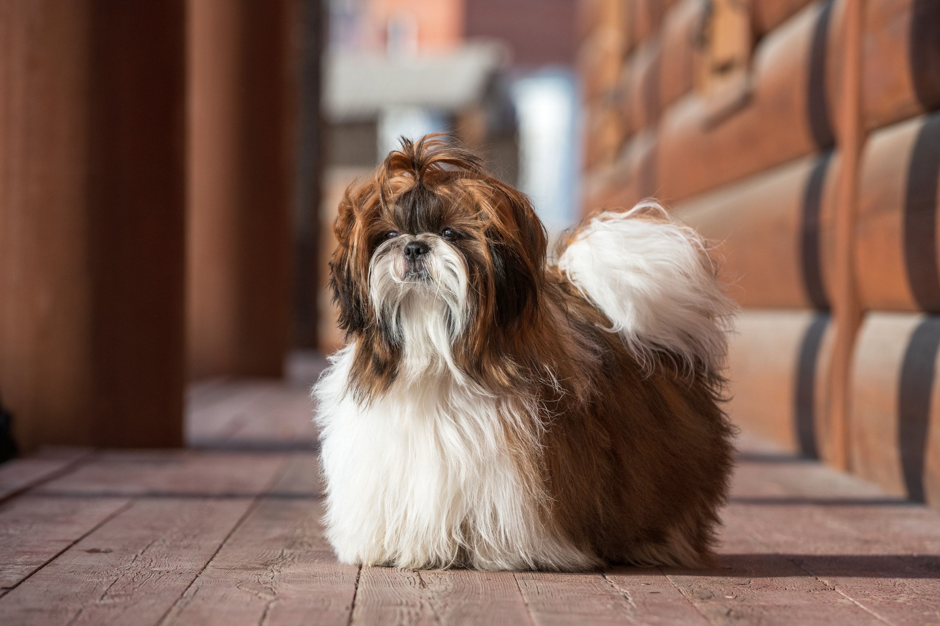 A fluffy Shih Tzu puppy sitting on a soft surface, showcasing its luxurious coat and adorable expression. The puppy's long fur is well-groomed, highlighting its characteristic Shih Tzu features, including