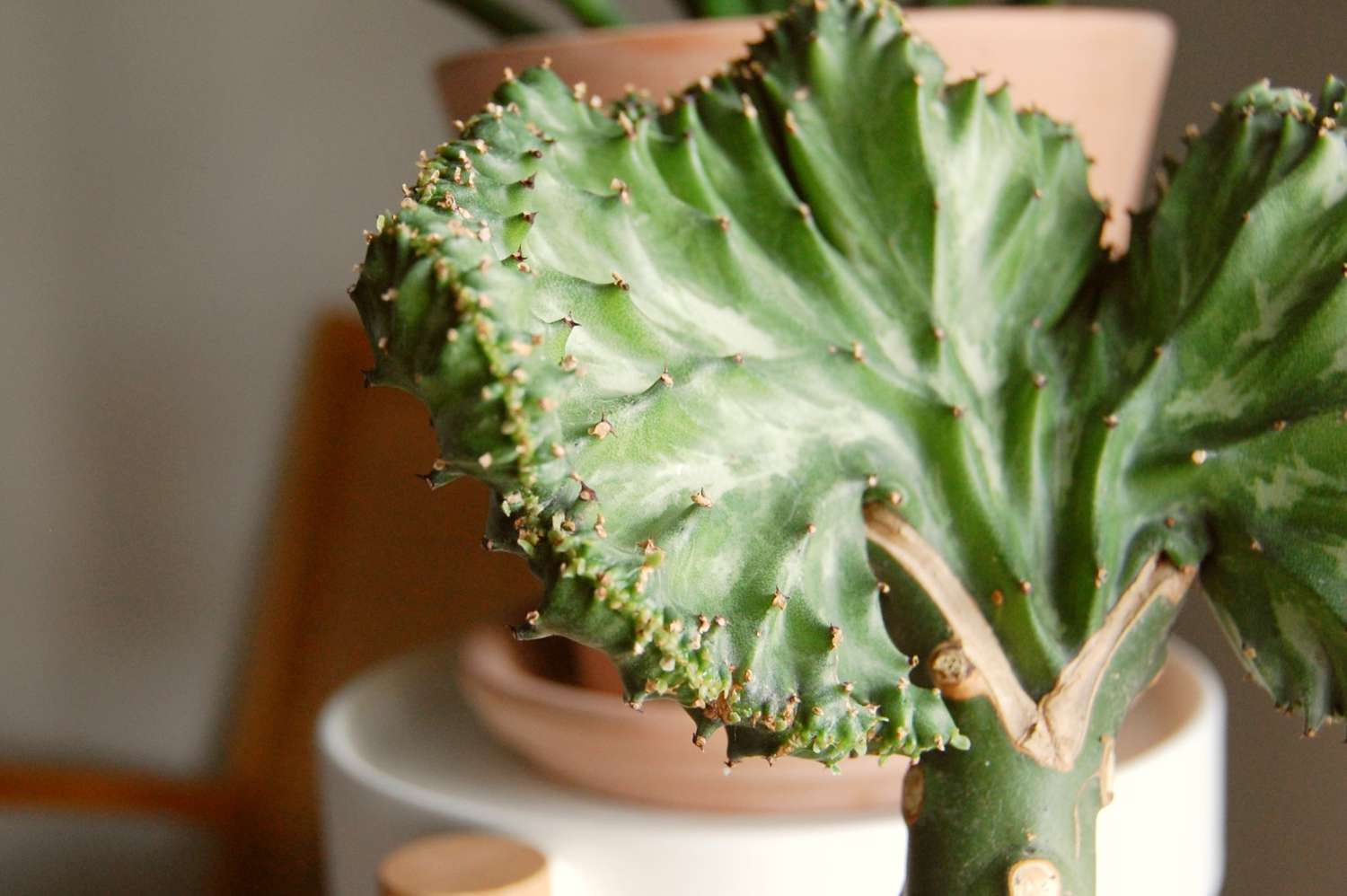 candelabra plant, crested elkhorn, Coral Cactus