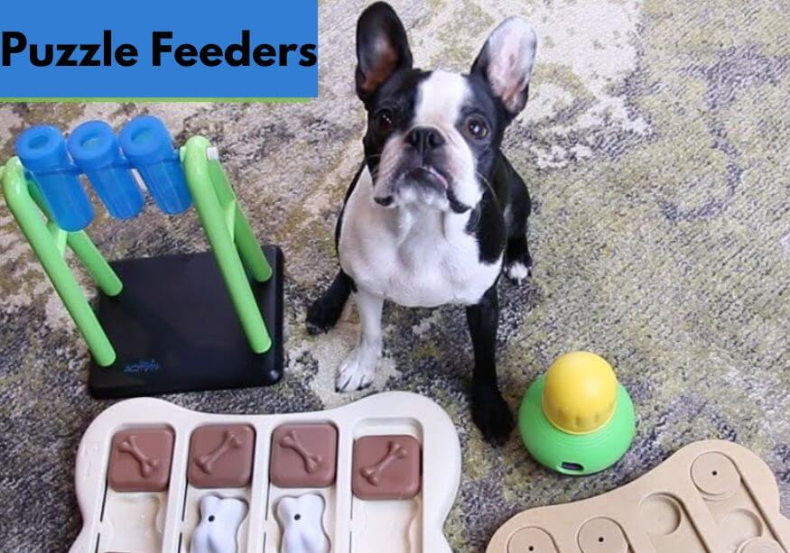 A dog playing with a variety of puzzle feeders