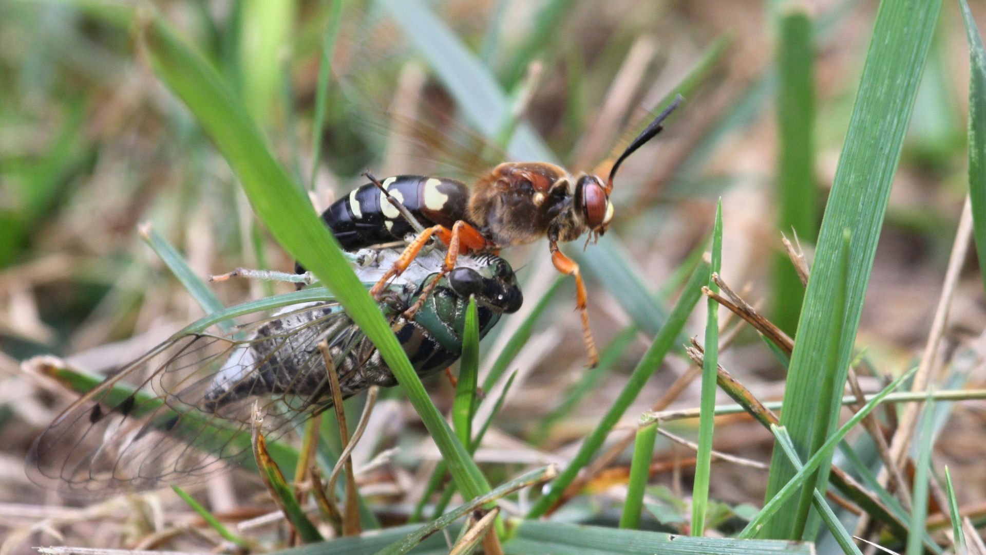 An image of a cicada killer wasp taking a paralyzed cicada back to its nest.