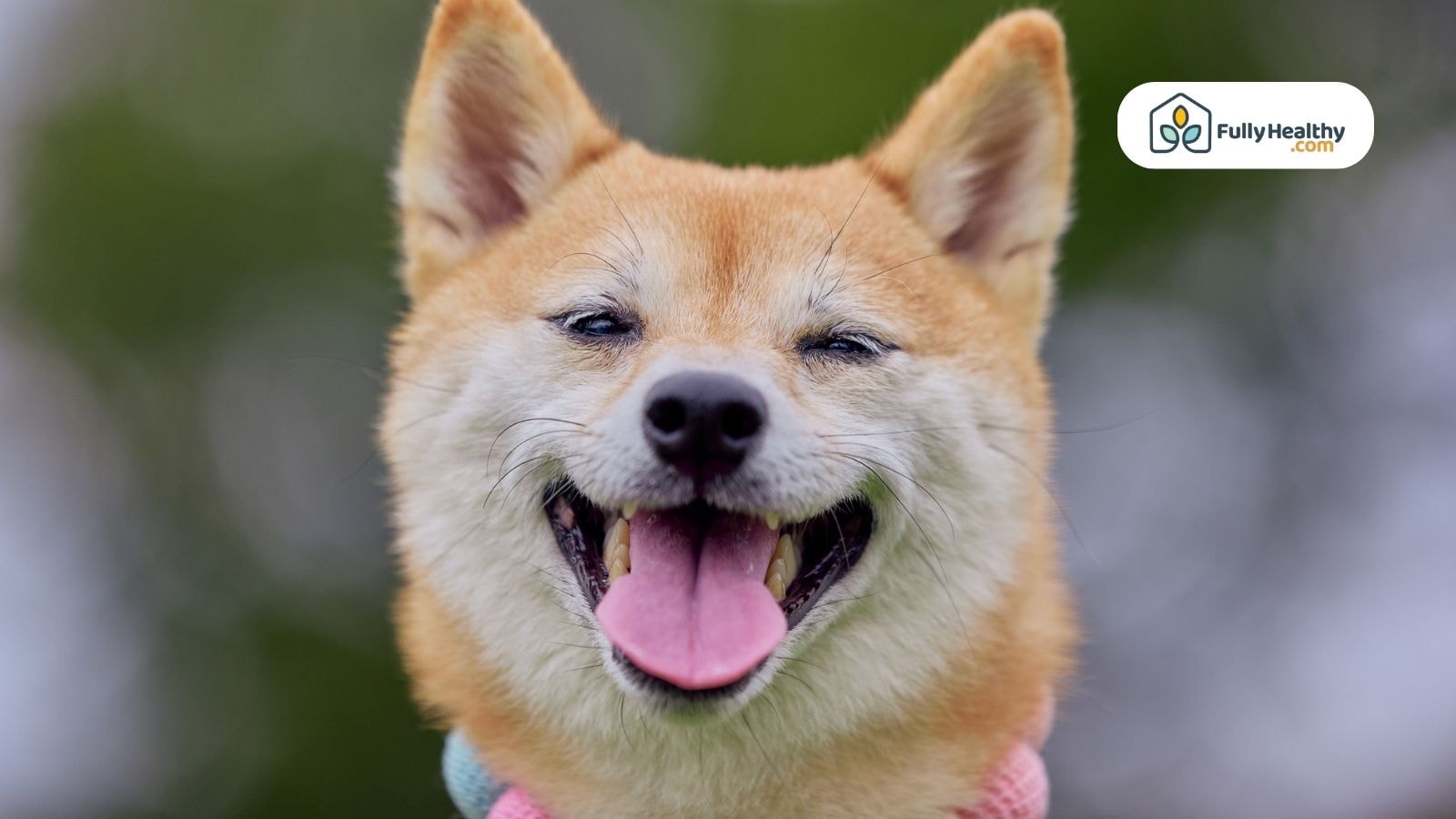Happy Shiba Inu dog smiling outdoors wearing colorful sweater