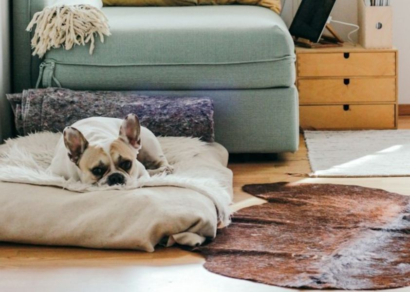 Brown And White French Bulldog Lying On A Dog Bed