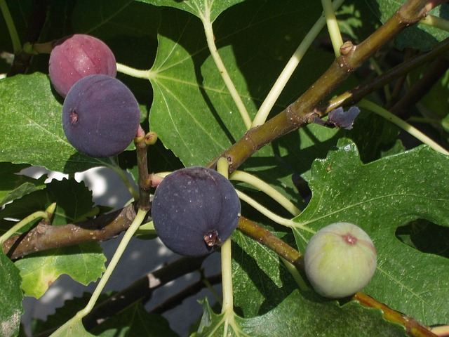 figs, fig tree, fruit