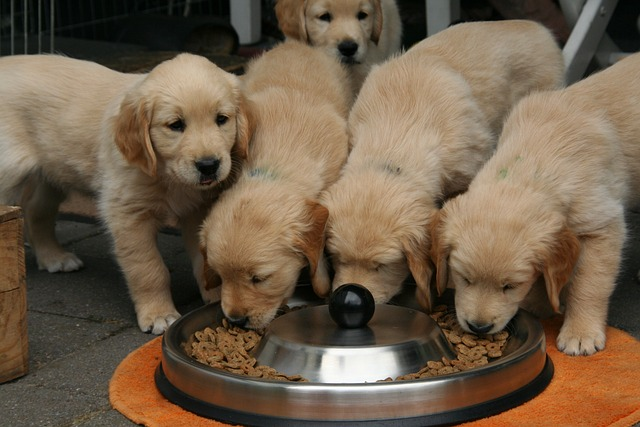 Food after 2025 deworming puppy