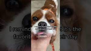 FEMALE DOG IN HEAT | TIPS 101 | What to do | Herky the Cavalier - YouTube