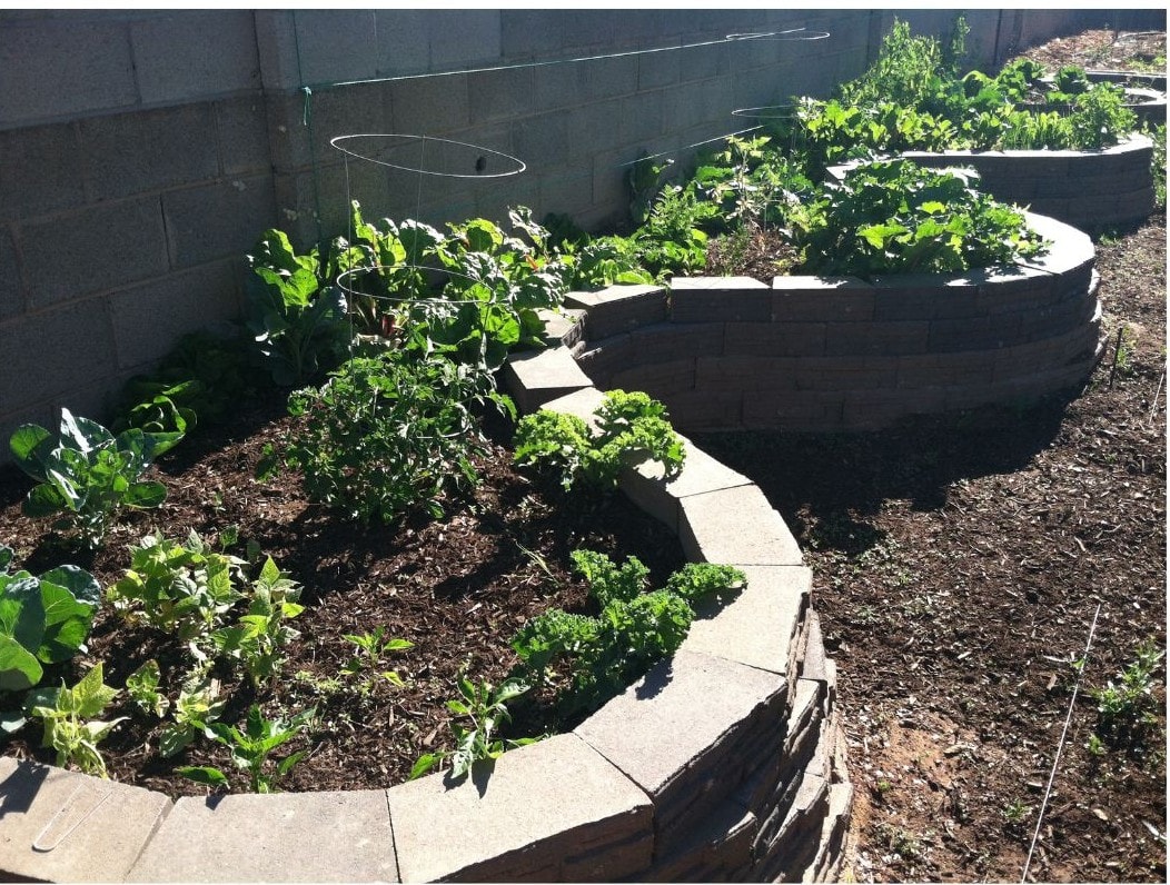 The inner curves of my scalloped bed allows me to reach all the plants in the bed. The inner curves of my scalloped bed allows me to reach all the plants in the bed.