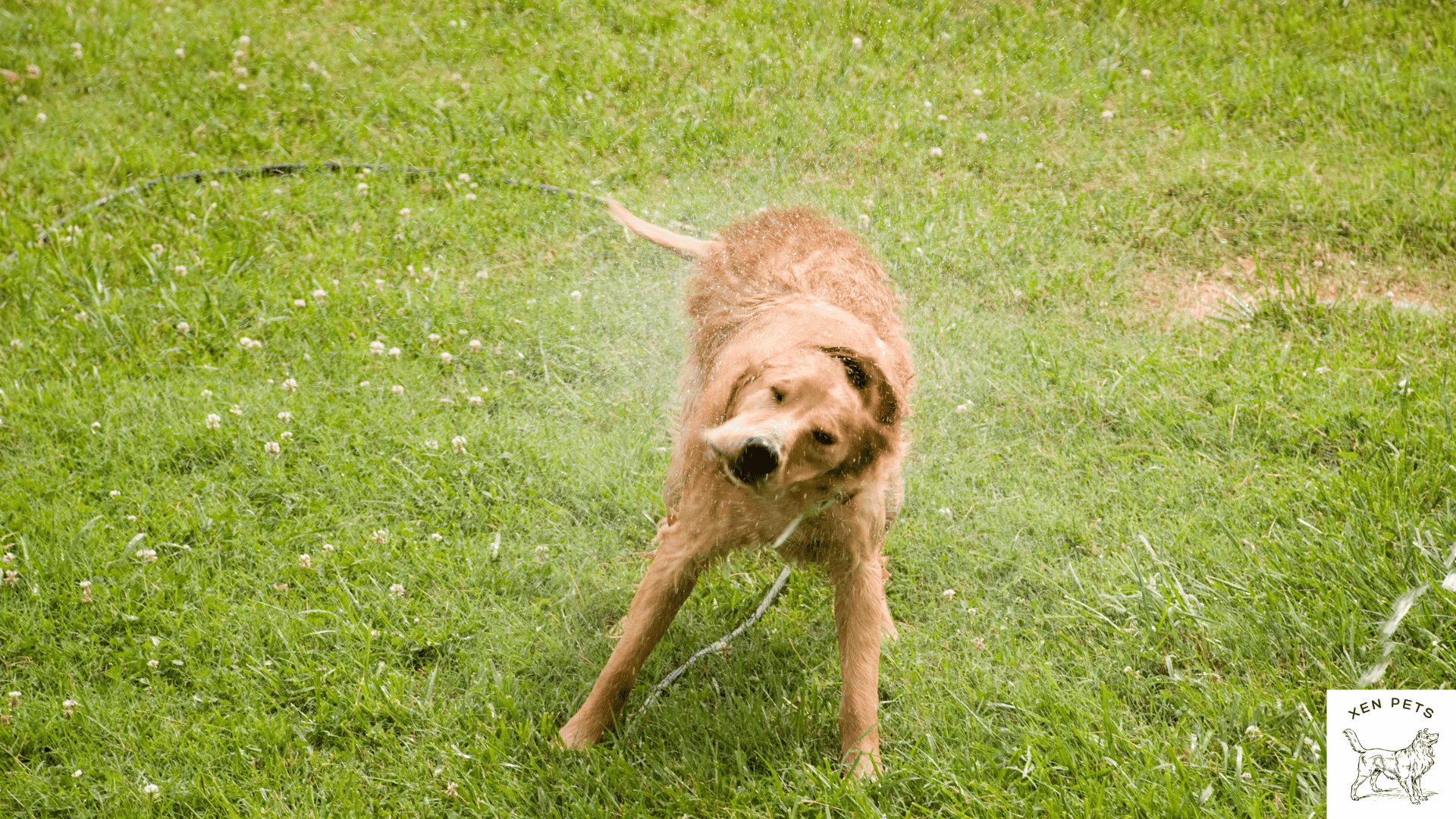 wet dog shaking and shivering