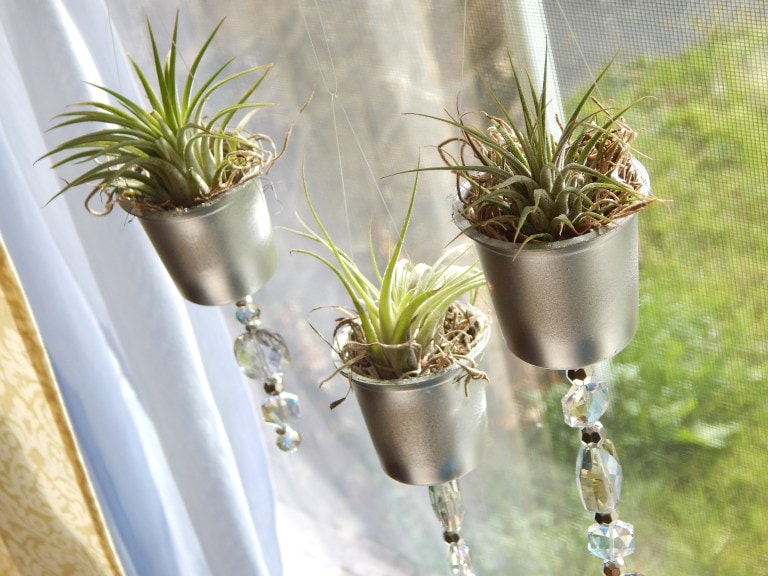 DIY Air Plant Projects: Personalized Decor Creations