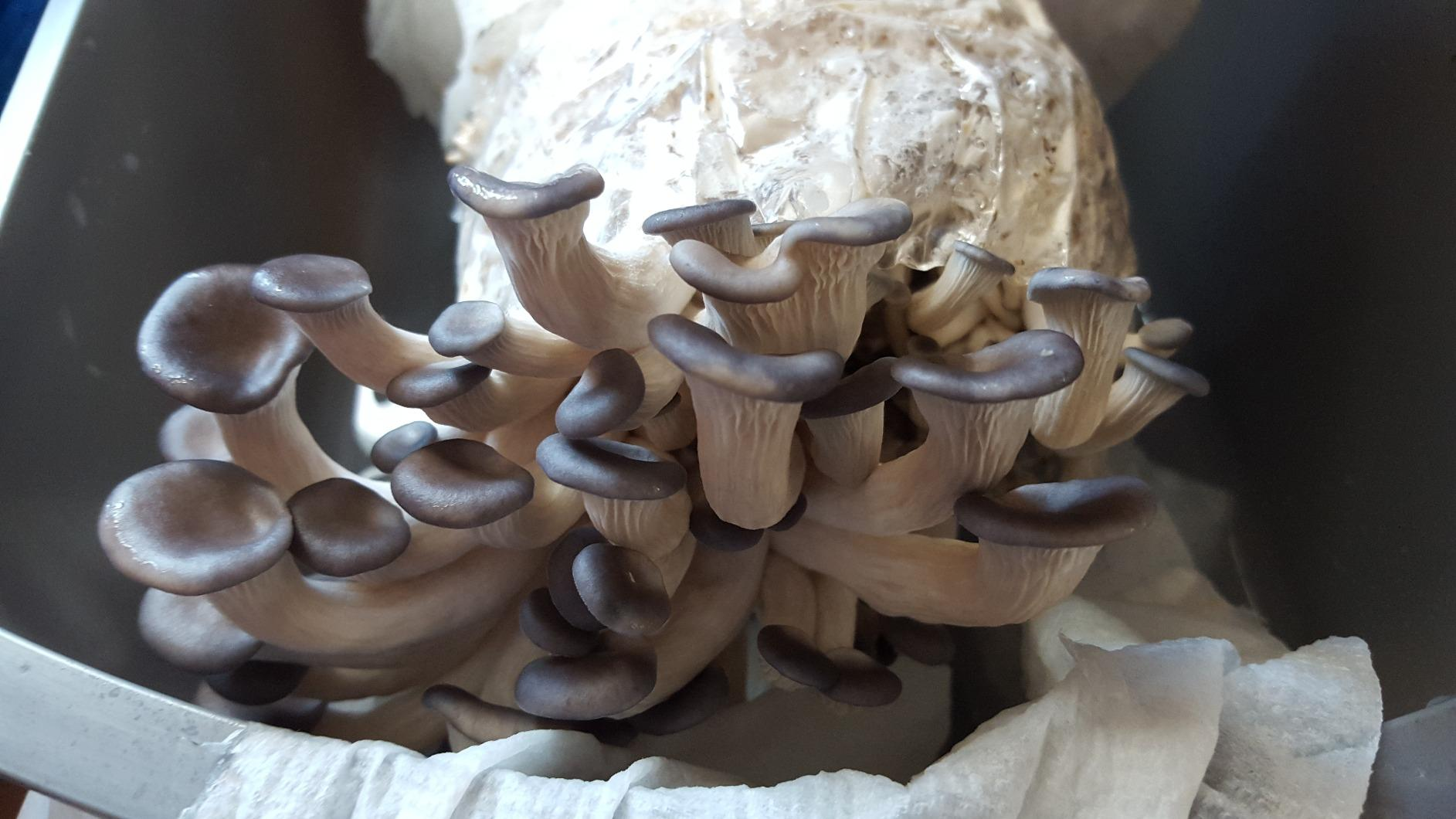 Dave Mushroom Oyster Fresh Mushrooms
