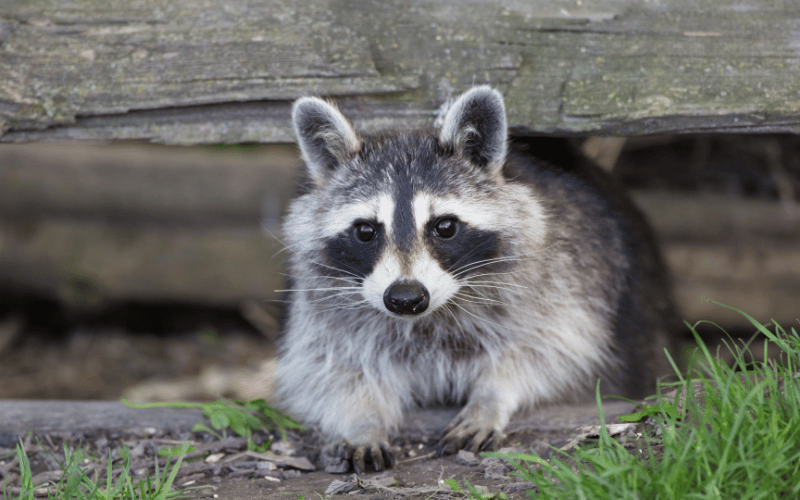  Ann Arbor Raccoon Removal