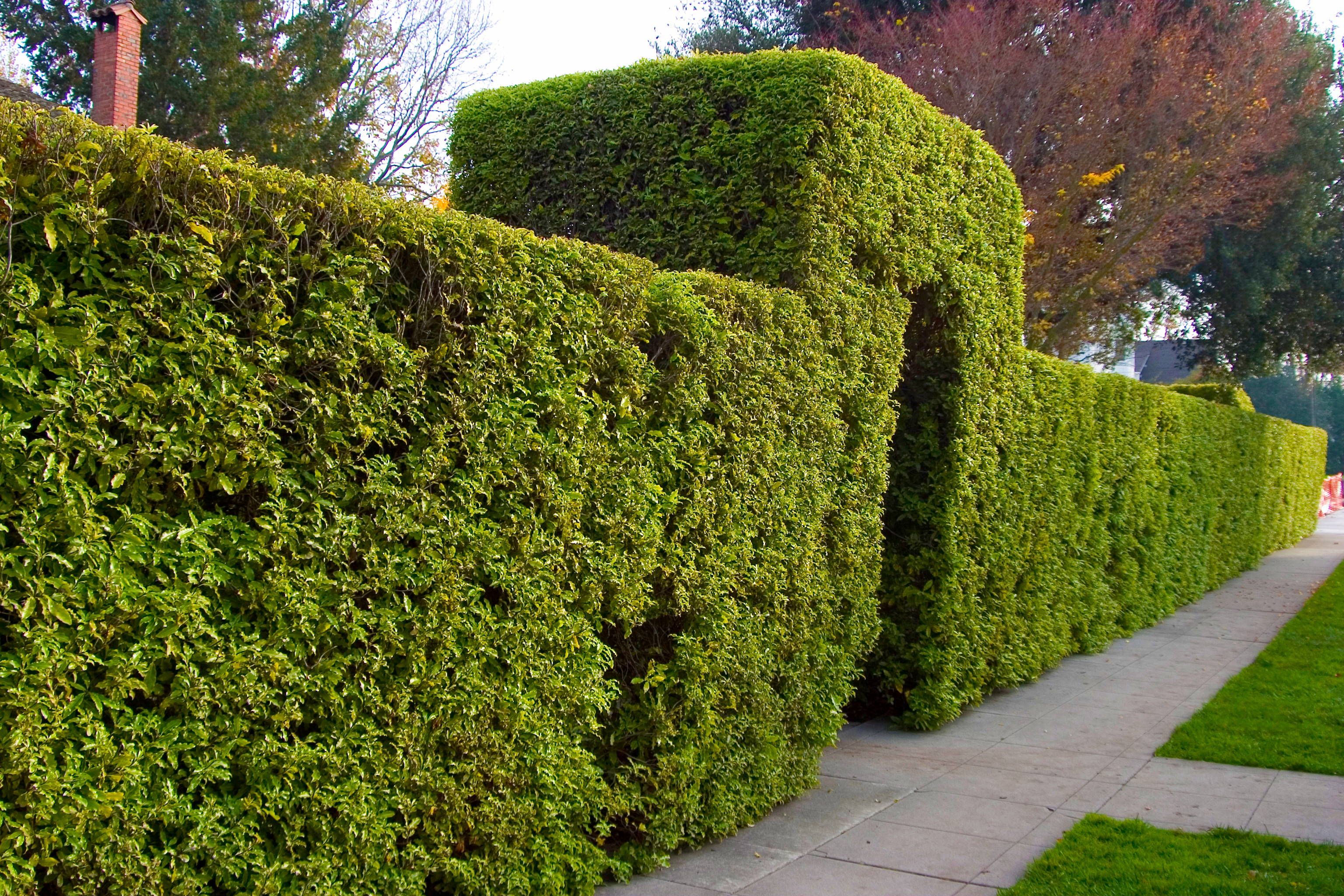 Shrub Fence