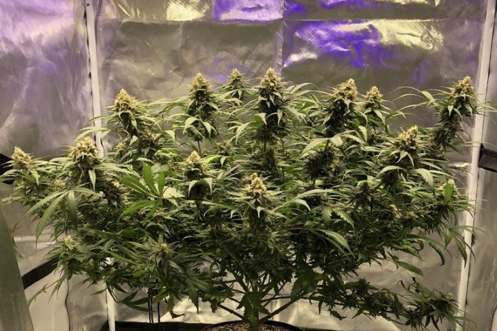 Blue Dream by Seedsman