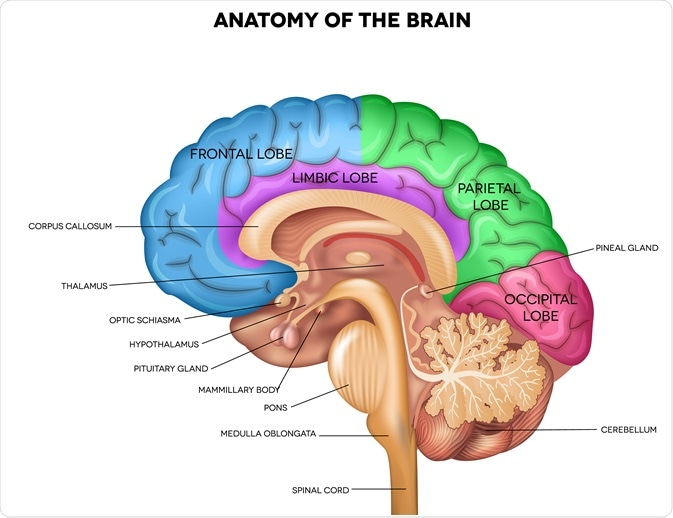 Anatomy of the brain