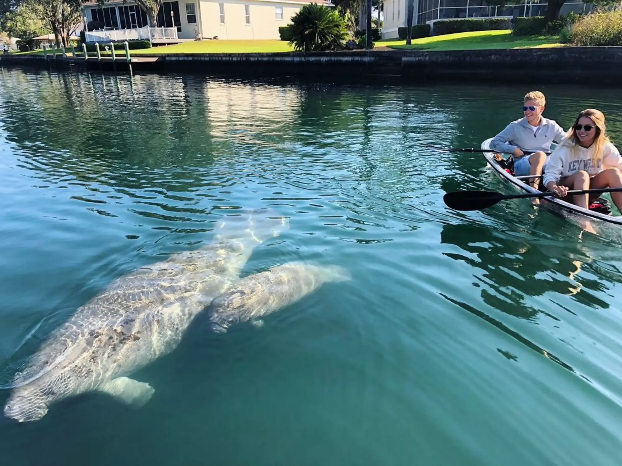 Kayak with Manatees in Florida