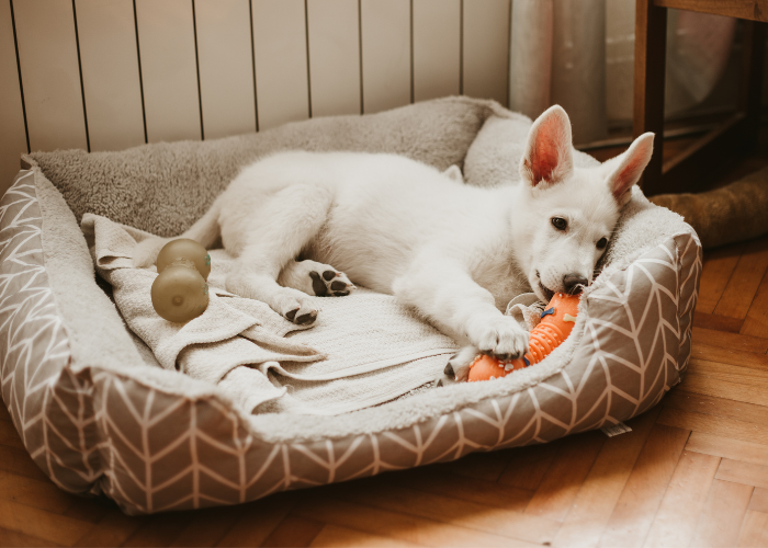 A comfortable environment for a new puppy with essential supplies