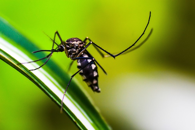 mosquito, insect, animal