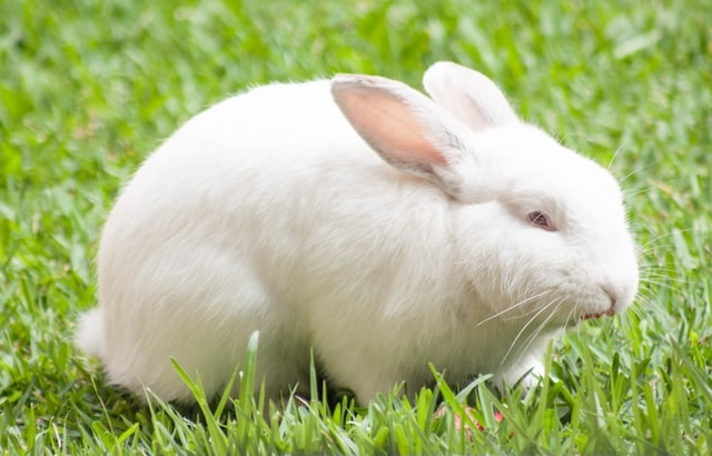 Albino Bunny