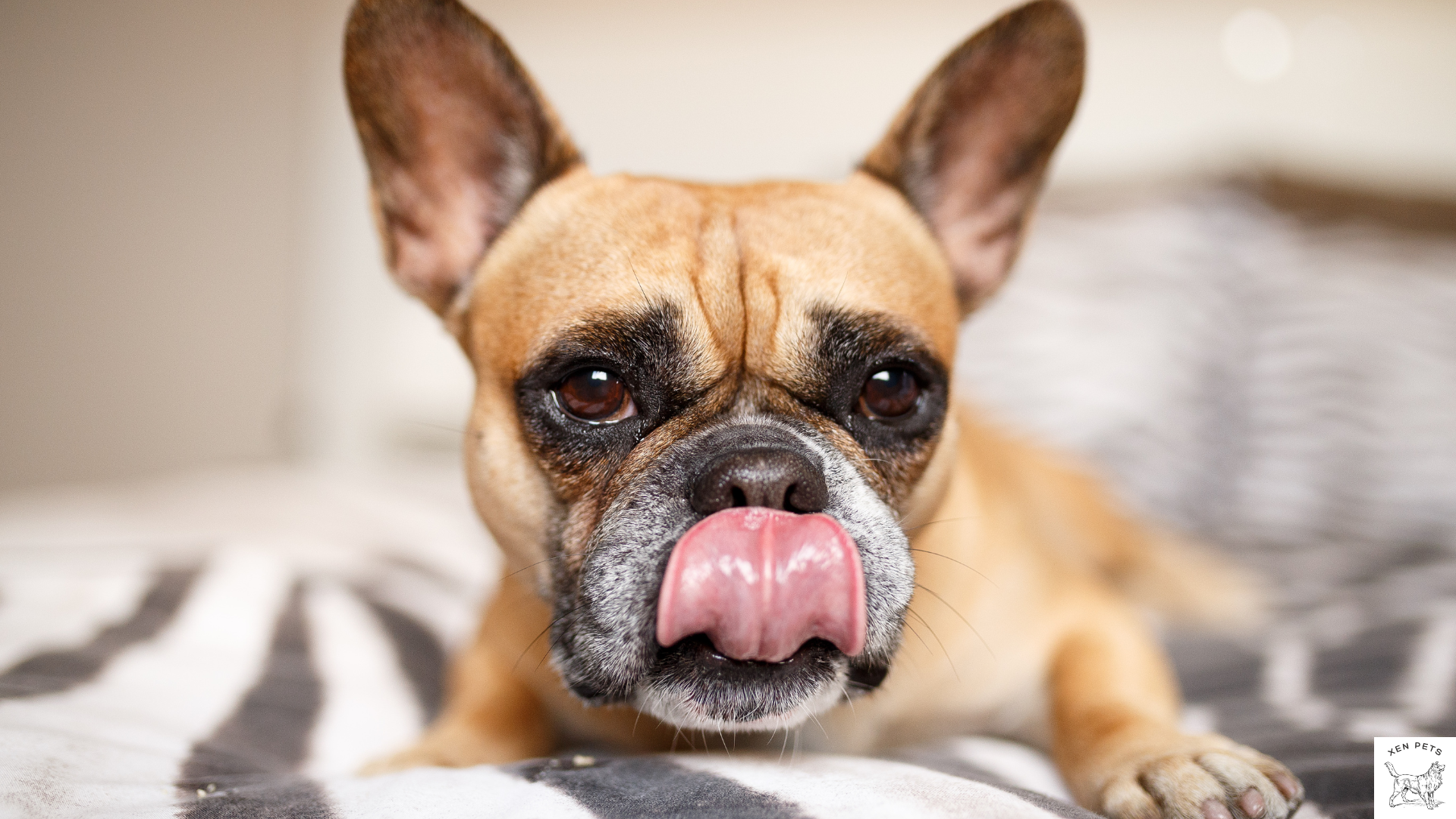 old French Bulldog licking their bed