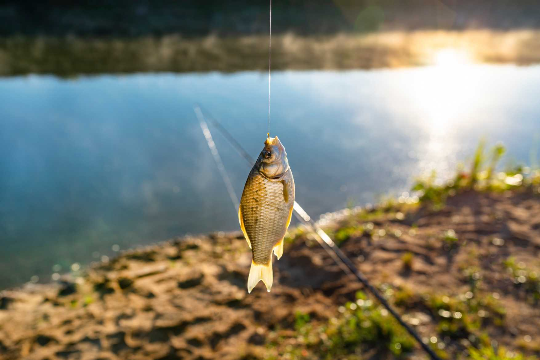 A Fishing Bass