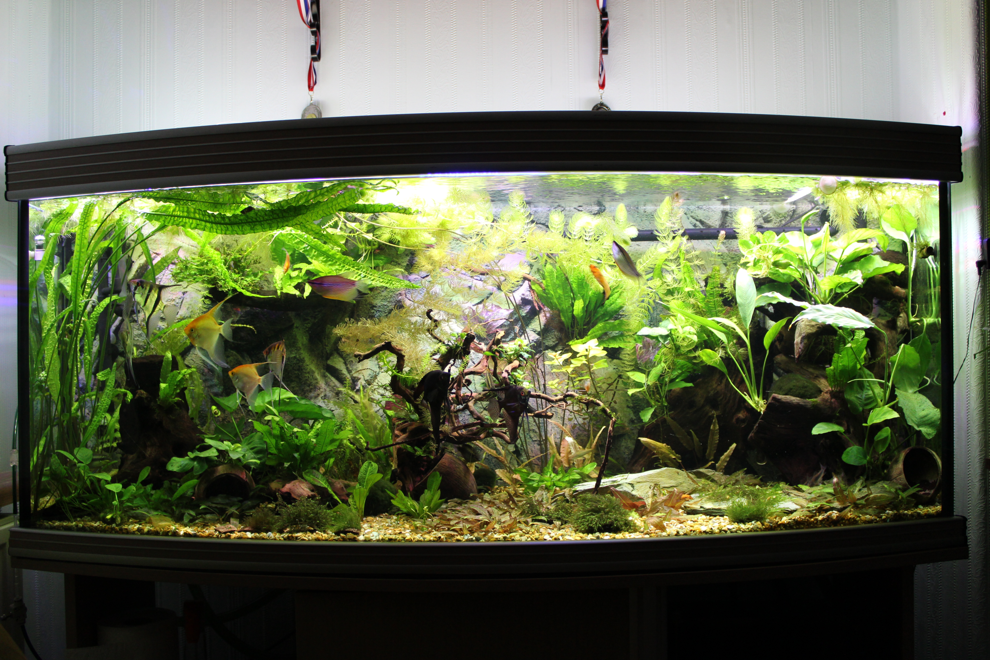 An aquarium with a cover