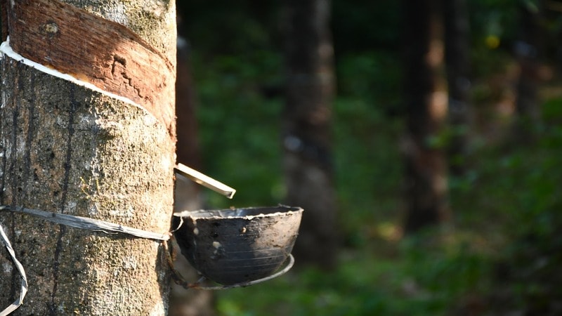 Natural rubber extraction