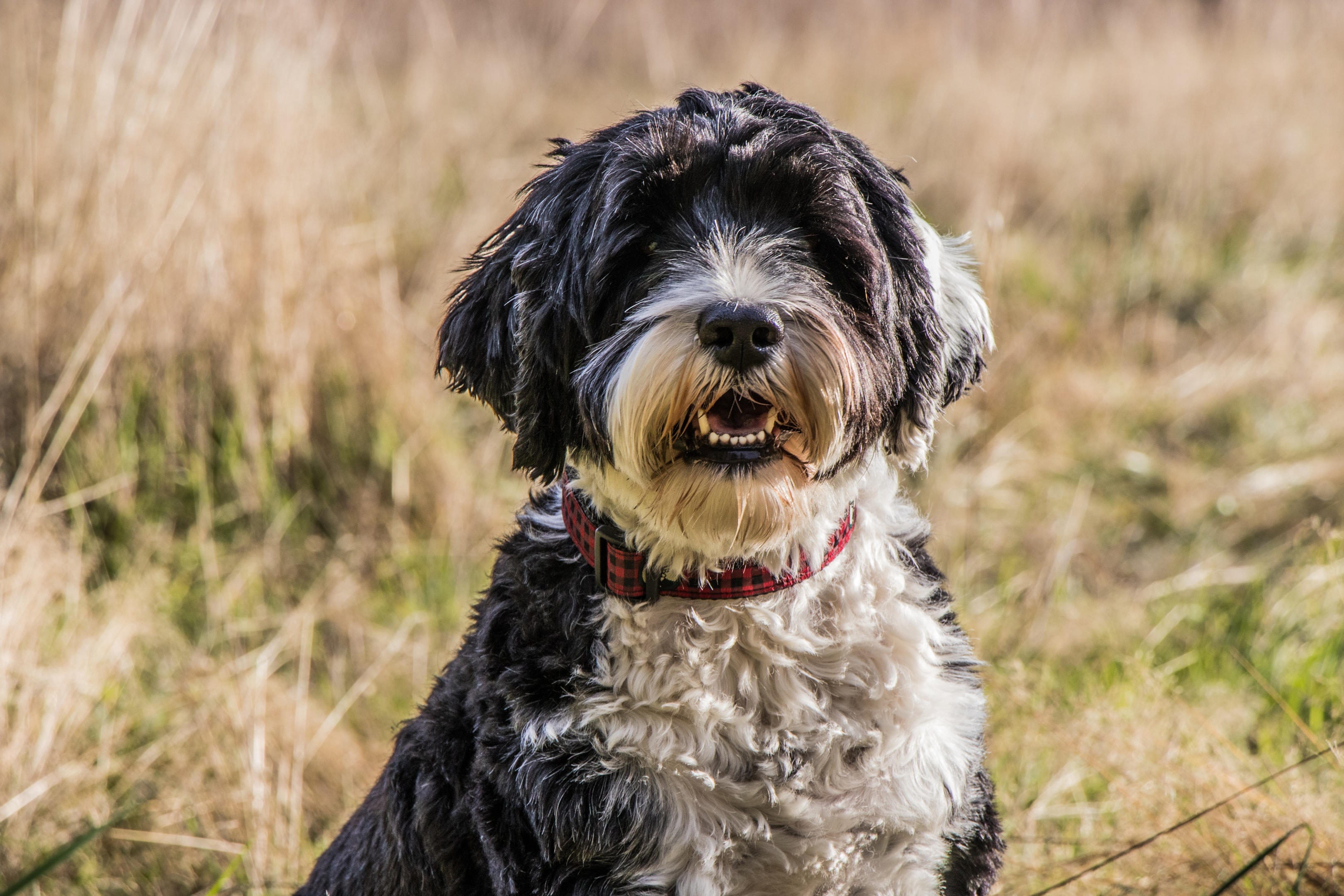 A healthy Portie outside in a field