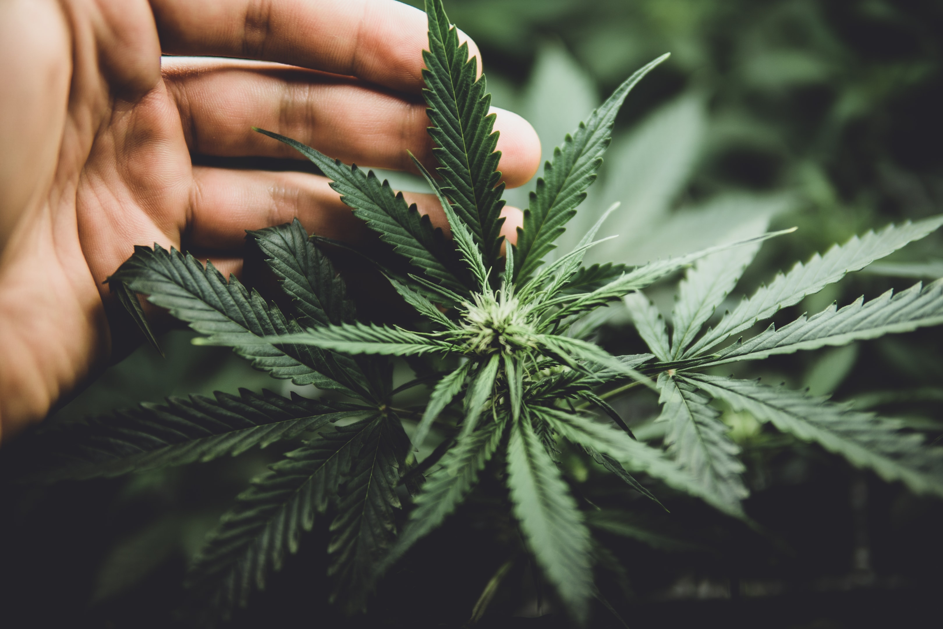THCA Flower & Its Potential Benefits with Physical Discomforts