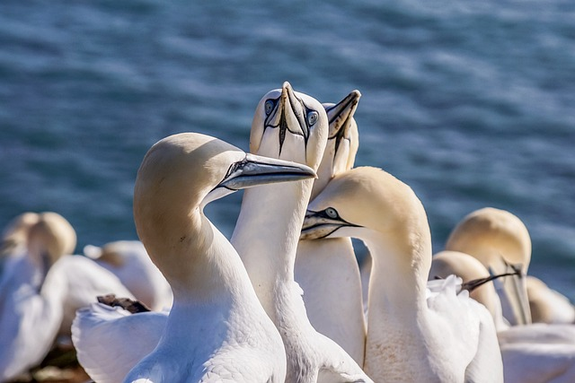 sea bird, northern gannet, Birds that start with N